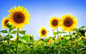 Top sunflower background wallpaper 4k Download