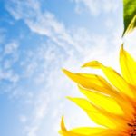 Top sunflower background wallpaper HD Download