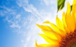 Top sunflower background wallpaper HD Download