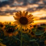 Download sunflower background wallpaper HD
