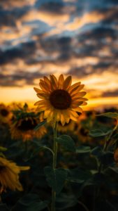 Download sunflower background wallpaper HD