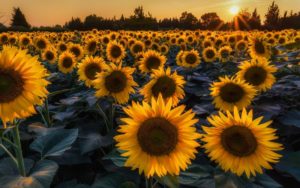 Top sunflower background wallpaper Download