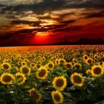 Top sunflower background wallpaper HD Download