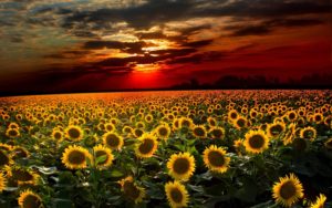 Top sunflower background wallpaper HD Download