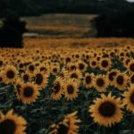 Top sunflower background wallpaper free Download