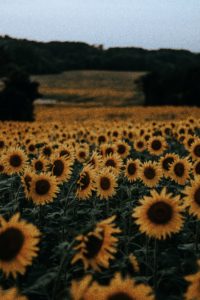 Top sunflower background wallpaper free Download