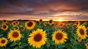 Download sunflower background wallpaper HD