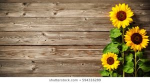 Top sunflower background wallpaper 4k Download