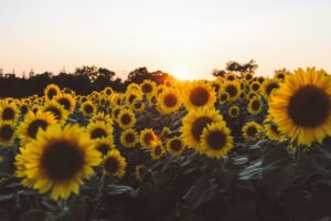 Top sunflower background wallpaper 4k Download