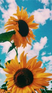 Top sunflower wallpaper 4k Download