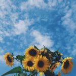 Download sunflower wallpaper HD