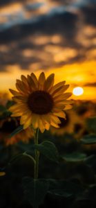 Top sunflower wallpaper HD Download