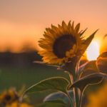 Top sunflower wallpaper HD Download