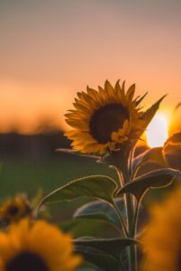 Top sunflower wallpaper HD Download