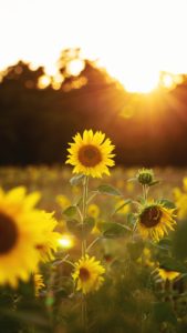 Download sunflower wallpaper HD