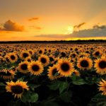 Top sunflower wallpaper Download