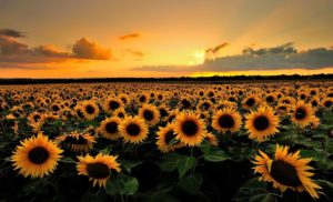 Top sunflower wallpaper Download