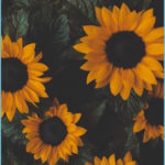 Top sunflower wallpaper free Download