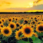 Download sunflower wallpaper HD