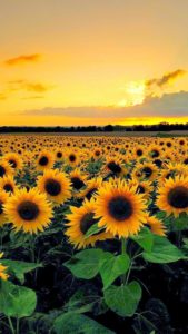 Download sunflower wallpaper HD