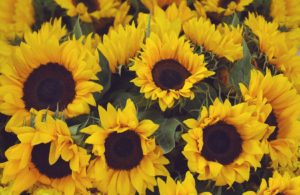 Top sunflower wallpaper 4k Download