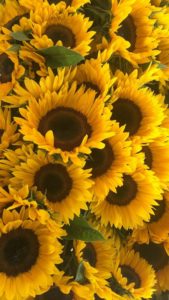 Top sunflower wallpaper HD Download