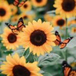 Top sunflower wallpaper 4k Download