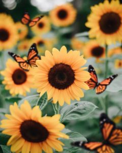 Top sunflower wallpaper 4k Download