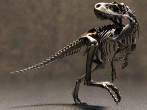 Top t rex skeleton wallpaper 4k Download