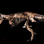 Top t rex skeleton wallpaper HD Download