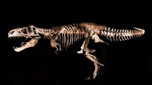 Top t rex skeleton wallpaper HD Download