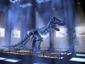 Top t rex skeleton wallpaper HD Download