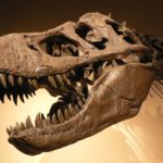 Top t rex skeleton wallpaper free Download