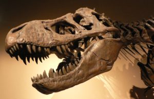 Top t rex skeleton wallpaper free Download