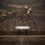 Top t rex skeleton wallpaper HD Download