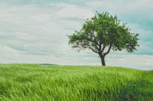 Top tree wallpaper hd download 4k Download