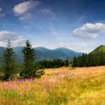 Top trees and mountains wallpaper 4k Download