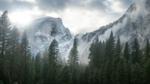 Top trees and mountains wallpaper Download