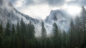 Top trees and mountains wallpaper free Download