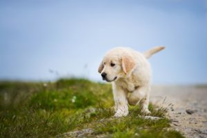 Download wallpaper 4k dog HD