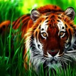 Top wallpaper animals pictures HD Download