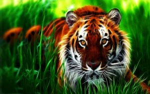 Top wallpaper animals pictures HD Download