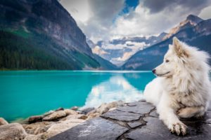 Top wallpaper background animals 4k Download