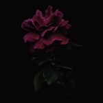 Top wallpaper black flower HD Download