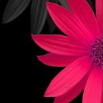 Top wallpaper black flower 4k Download