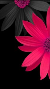 Top wallpaper black flower 4k Download