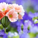 Top wallpaper flowers photos download Download