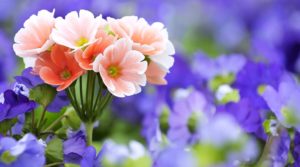 Top wallpaper flowers photos download Download