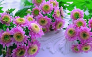 Download wallpaper flowers photos download HD