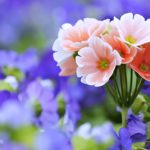 Top wallpaper flowers photos download free Download